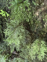 Thamnobryum