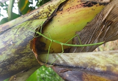 Cladoxerus