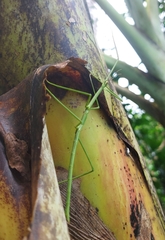 Cladoxerus