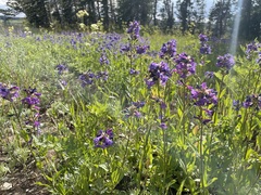 Penstemon rydbergii
