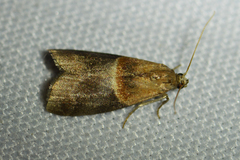 Acrobasis demotella