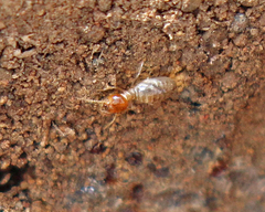 Tenuirostritermes