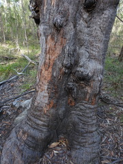 Eucalyptus exserta