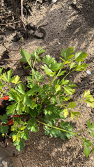 Petroselinum crispum