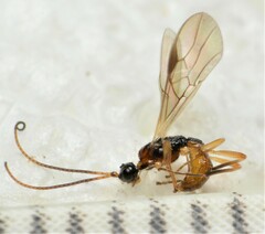 Rhysipolis hariolator