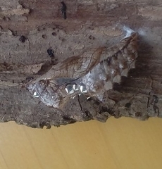 Argynnis paphia