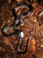 Enuliophis sclateri