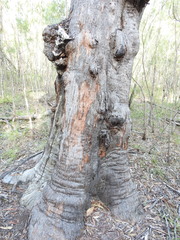 Eucalyptus exserta