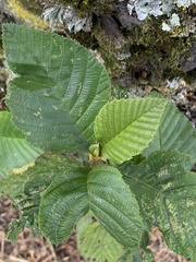 Alnus acuminata