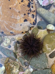 Heliocidaris erythrogramma