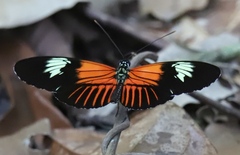Heliconius xanthocles