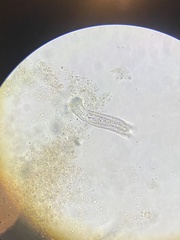 Lepidodermella