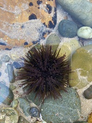 Heliocidaris erythrogramma