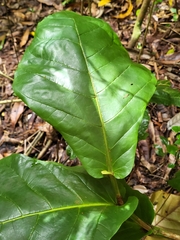 Coccoloba rugosa
