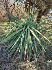 Yucca treculiana