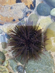 Heliocidaris erythrogramma