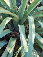 Yucca treculiana