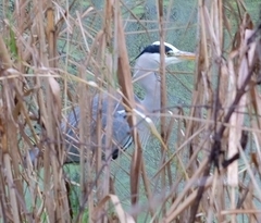 Ardea cinerea