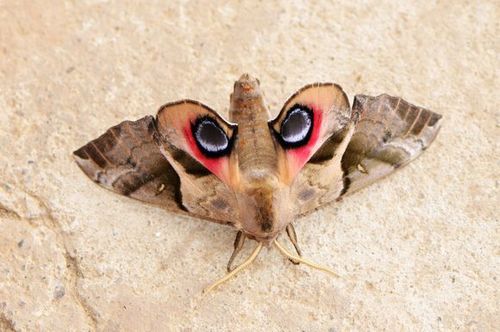 Oriental Eyed Hawkmoth