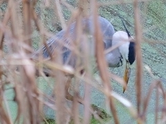 Ardea cinerea