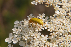 Cteniopus sulphureus