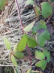 Rubus bifrons