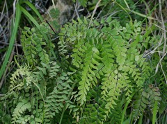 Adiantum cunninghamii