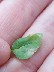 Mycosphaerella isariphora