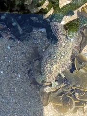 Dolabrifera nicaraguana