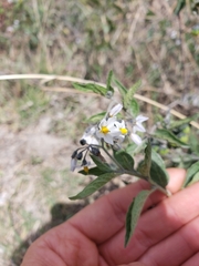Solanum furcatum