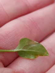 Mycosphaerella isariphora