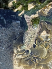 Dolabrifera nicaraguana