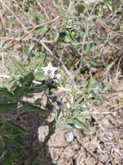 Solanum furcatum