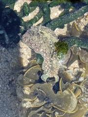 Dolabrifera nicaraguana