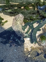 Dolabrifera nicaraguana