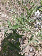Solanum furcatum