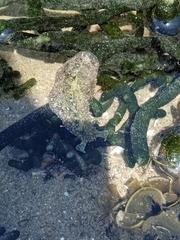 Dolabrifera nicaraguana