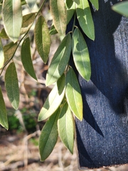 Styphnolobium affine