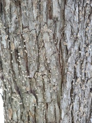 Aleurodiscus oakesii