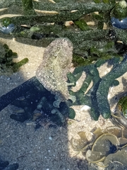 Dolabrifera nicaraguana