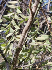 Styphnolobium affine