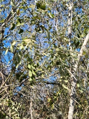 Styphnolobium affine