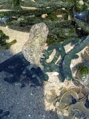 Dolabrifera nicaraguana