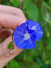 Jacquemontia pentanthos