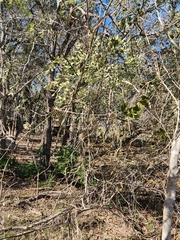 Styphnolobium affine