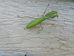 Mantis religiosa