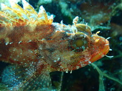 Scorpaena
