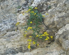 Senecio banksii