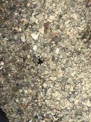 Neonemobius eurynotus