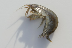 Gammarus